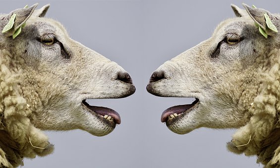 Ovce - ilustrační obrázek