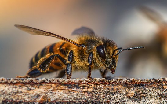 Včela - ilustrační obrázek
