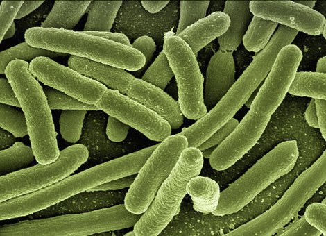 Bakterie - ilustrační obrázek