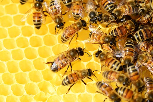 Včely - ilustrační obrázek